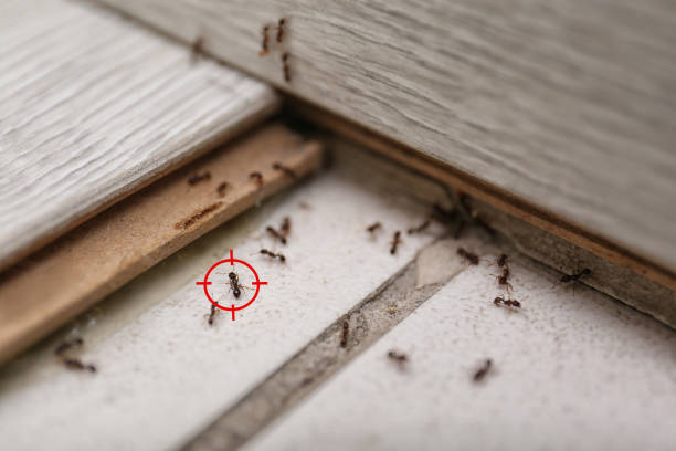 Lake Nacimiento, CA Pest Control Company