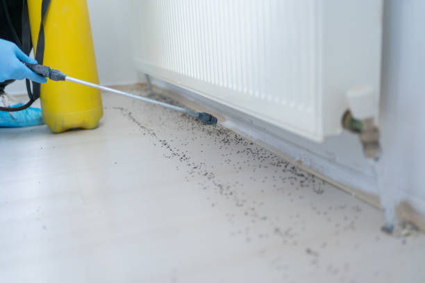 Best Termite Control Services  in Lake Nacimiento, CA