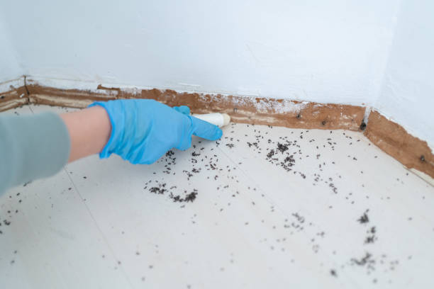 Pest Prevention Services in Lake Nacimiento, CA